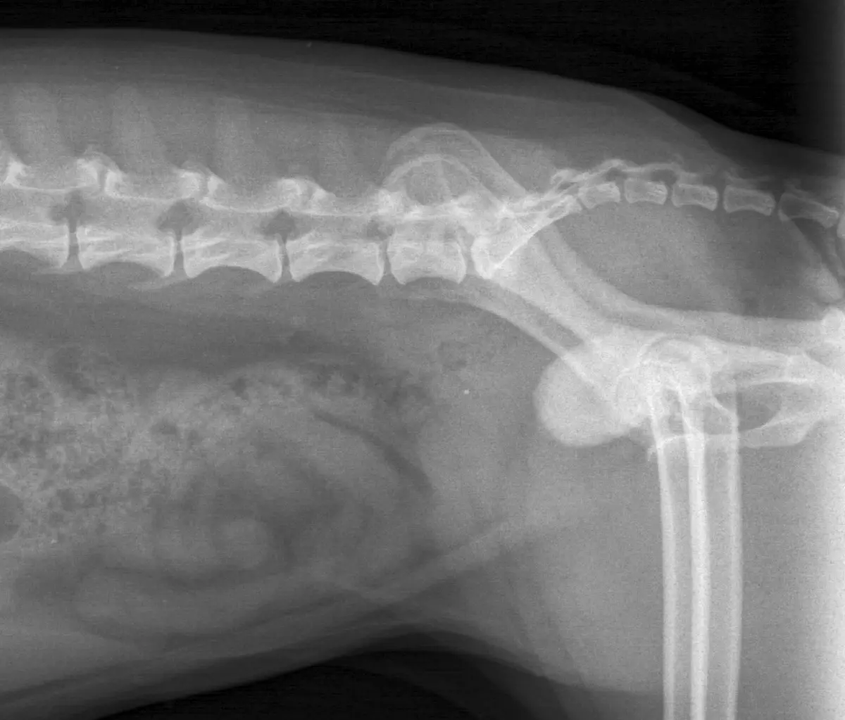 Bladder Stones in Dogs: What They Mean on X-ray and Ultrasound