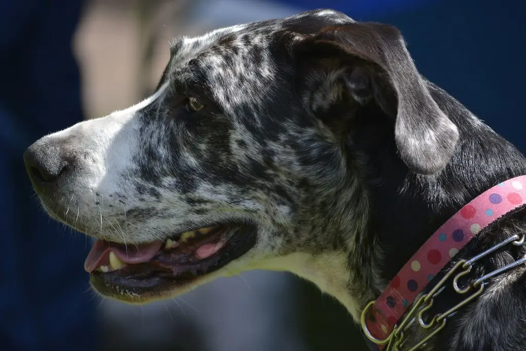 Bloat (GDV) in Dogs: The Signs, the X-ray, and Why Minutes Matter