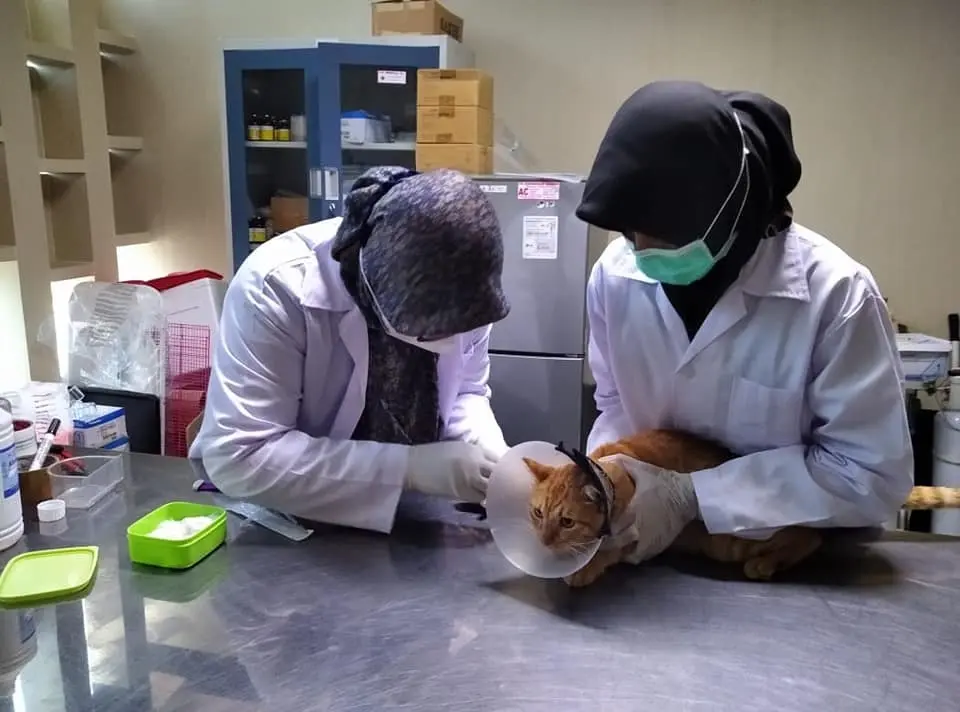 Feline Urethral Obstruction: The Signs, the X-ray, and Why It Cannot Wait