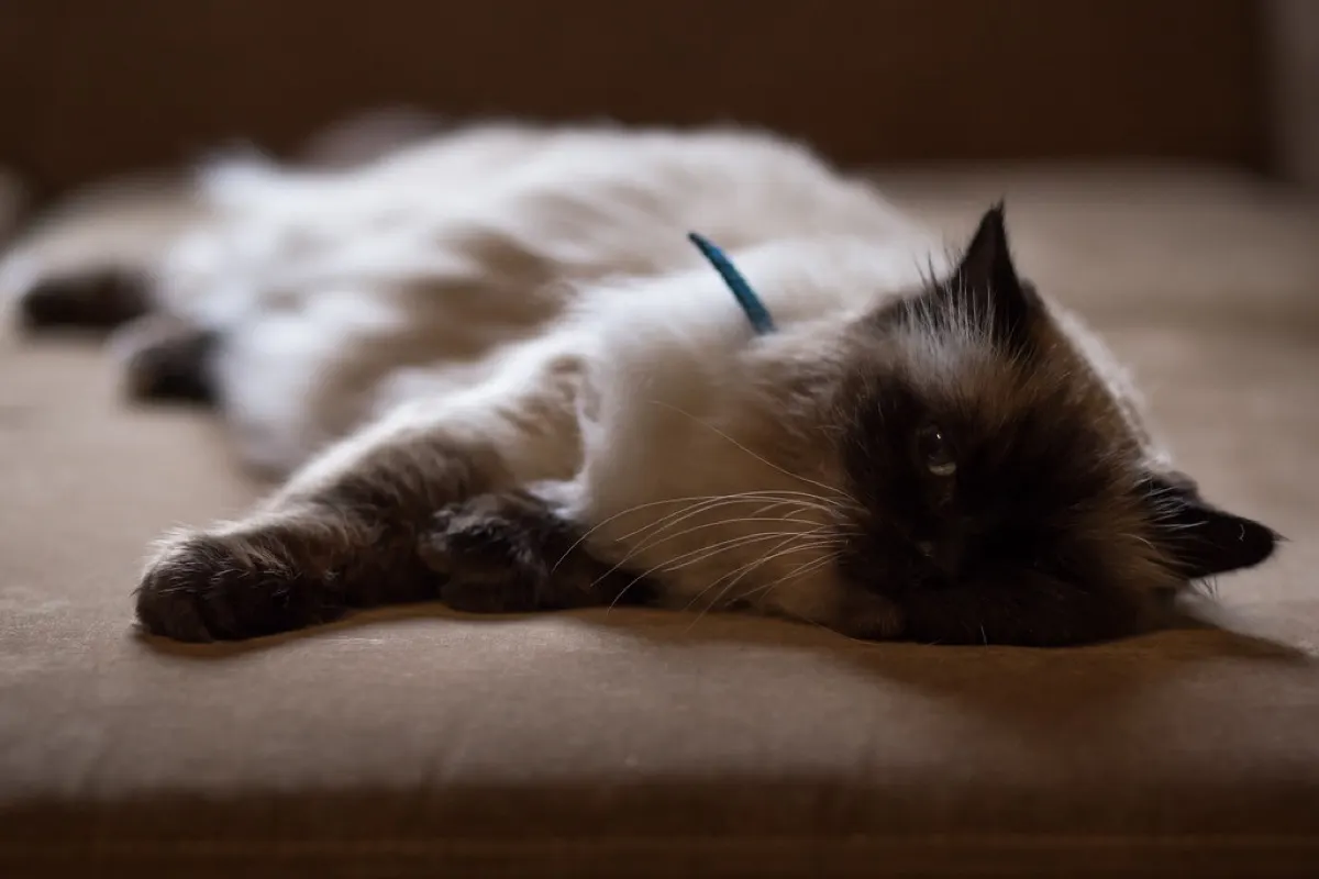 Chronic Kidney Disease in Cats: What the Ultrasound and Bloodwork Show