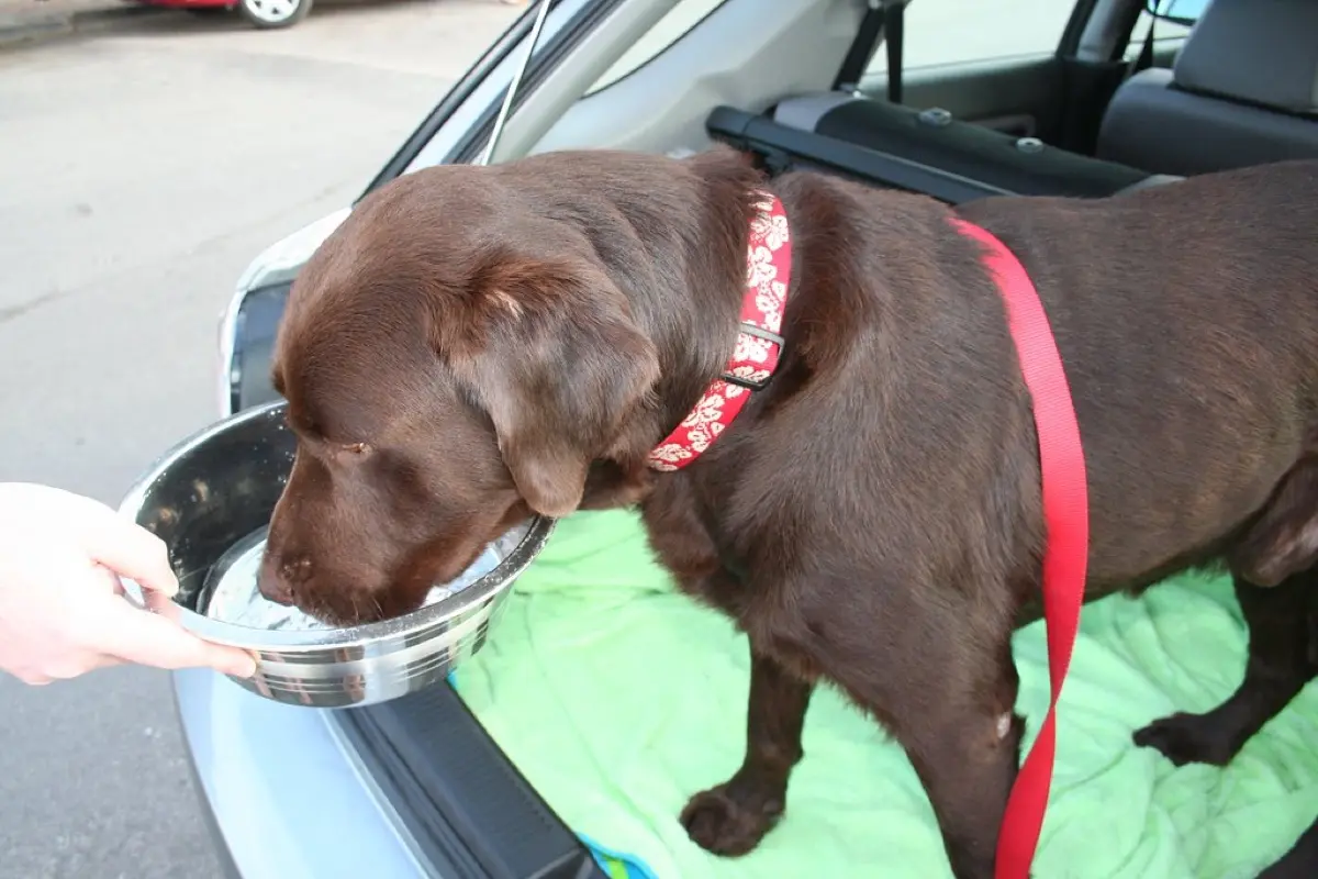 Cushing's Disease in Dogs: What the Signs, Bloodwork, and Ultrasound Mean