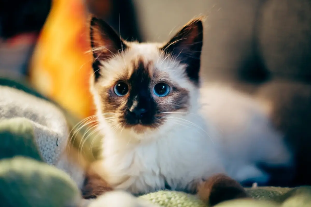 Feline Asthma on a Chest X-ray: What a Bronchial Pattern in Cats Means