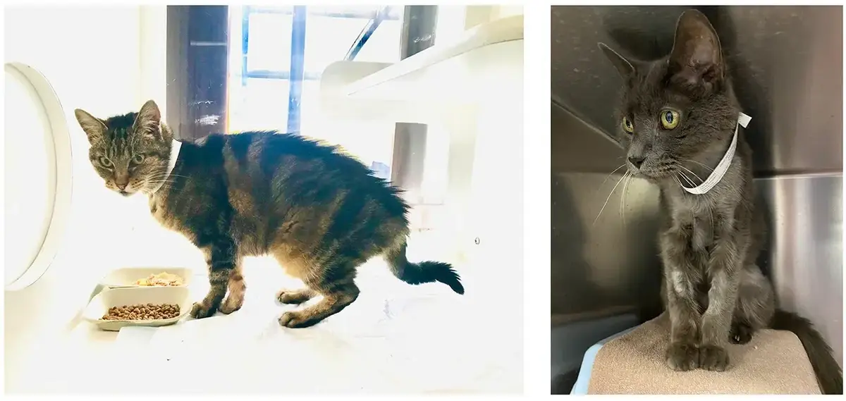 Feline Hyperthyroidism: What Weight Loss and a Racing Heart Mean