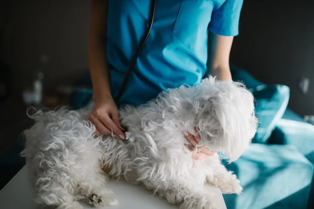 Gallbladder Mucocele in Dogs: What the Ultrasound Finding Means