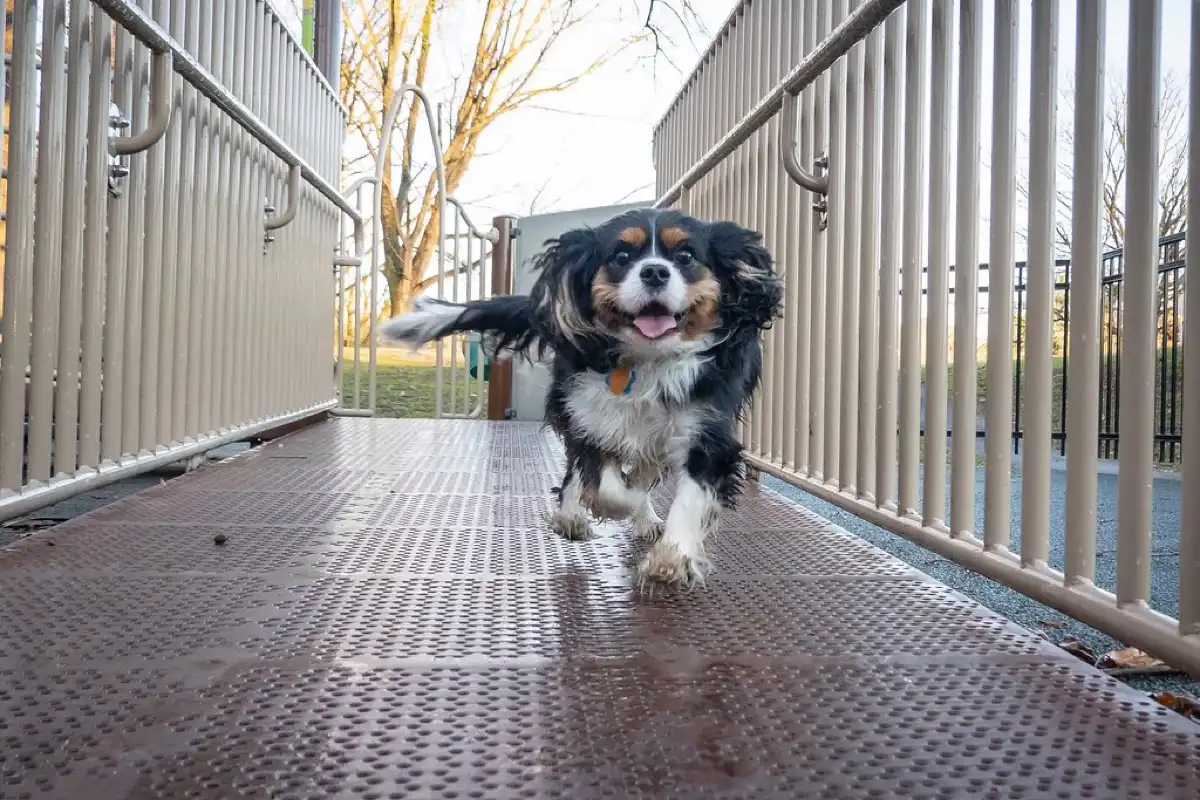 Heart Murmur in Dogs: What It Means, When It Is Mitral Valve Disease, and What Happens Next