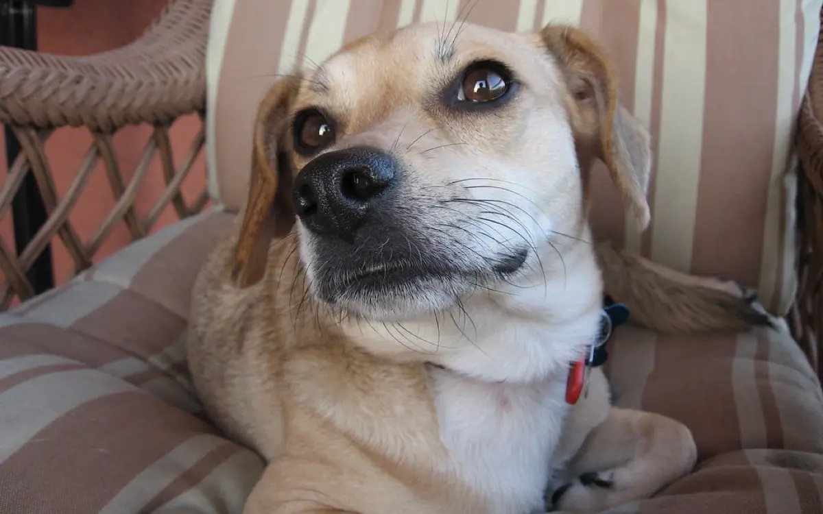 Chronic Sneezing and Nasal Discharge in Dogs: What a CT of the Nose Can Show