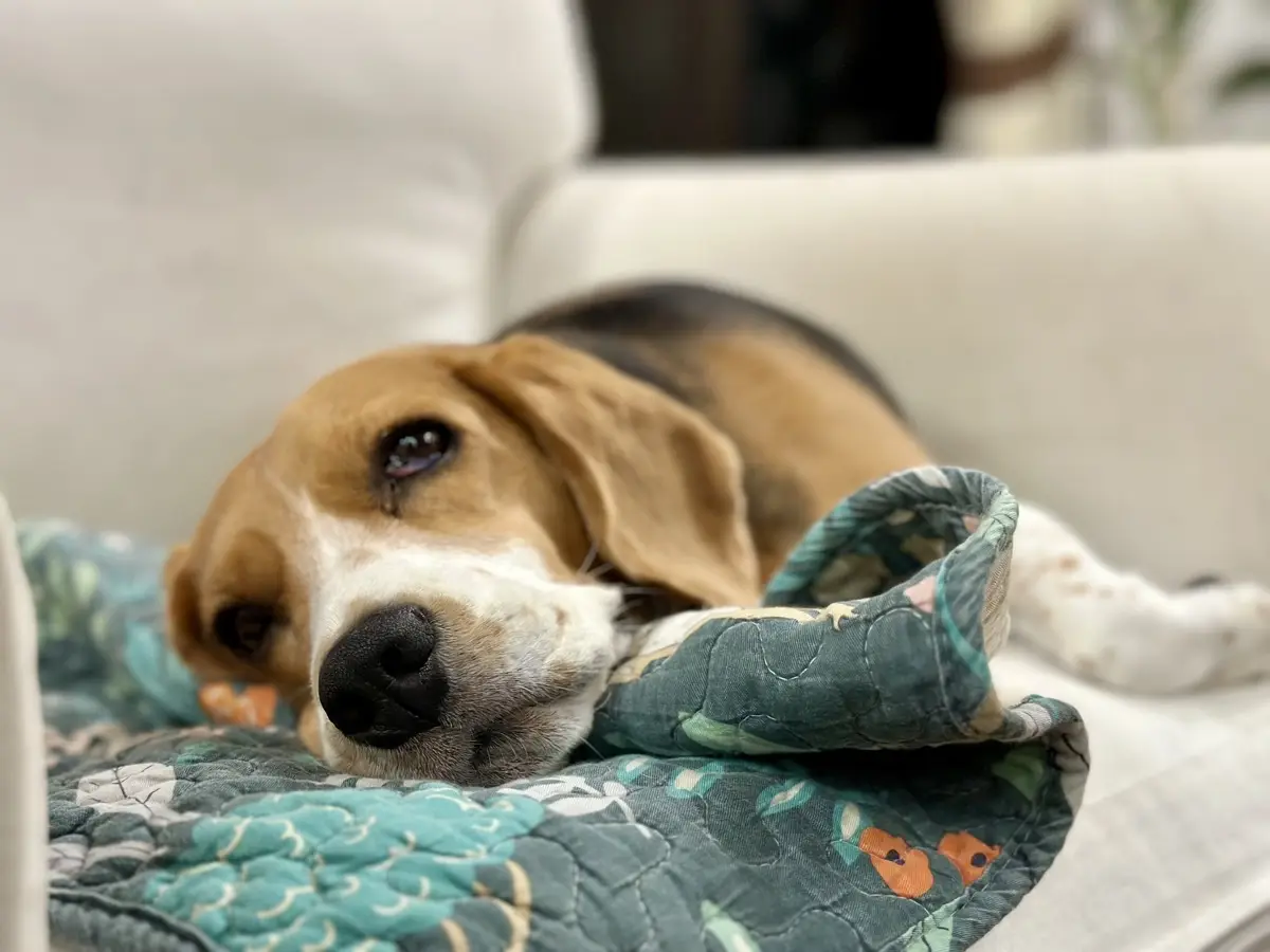 Pancreatitis in Dogs: The Signs, What the Ultrasound Shows, and How It Is Treated