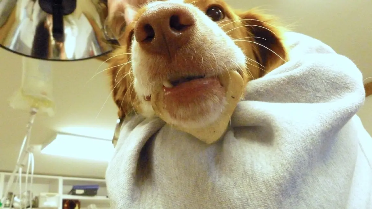 Pyometra in Dogs: What This Uterine Infection Means and Why It's an Emergency