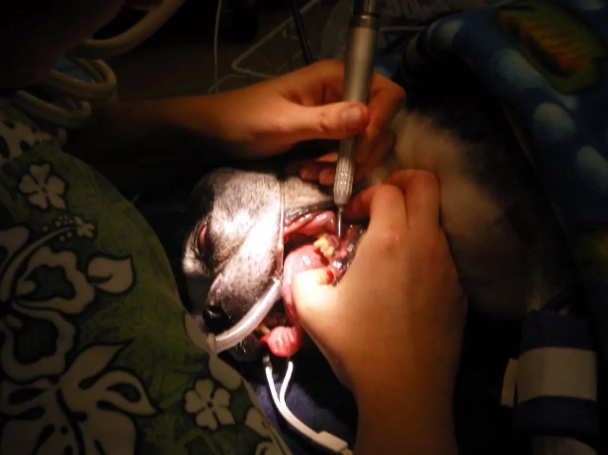 Tooth Root Abscess in Dogs: Why Dental X-rays Change the Plan
